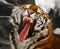 Yawning tiger