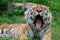 Yawning Tiger