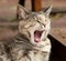 Yawning Tortoiseshell-Tabby Cat