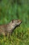 Yawning Uinta Ground Squirrel