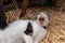 Yawning white and black cat on hay