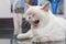 Yawning white british shorthair cat