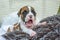 Yawning white brown boxer puppy with nose in spots