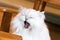 Yawning white cat