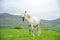 Yawning white horse on a nature background