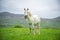 Yawning white horse on a nature background