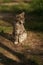 Yawning wide pale gray tri-color kitten sits in the garden, meowing kitty portrait, funny pet, cat yawns