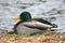 Yawning Wild Male Mallard Duck on Shore
