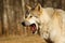 Yawning wolfdog at one beautiful autumn day in Canada, Yamnuska wolf Sanctuary, strict rules for visiting, high and low content