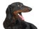 Yawning young smooth black and tan dachshund