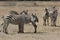 Yawning zebra that stands in a small herd in a dry savannah on a