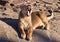 Yawns. powerful lion female with a strong body walks beautifully in the evening light