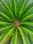 Ycas revoluta also known as king sago palm