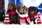 Year Christmas dachshund, holidays and celebration pet