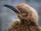 Year old oakum boy, a teenage King Penguin about to molt