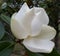 This year`s first large white Southern Magnolia Flower