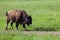 Yearling Bison in Spring