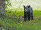 A yearling Black Bear checks out cherries that have fallen to the ground.