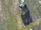 A yearling Black Bear cub waits on mom in the forks of a tree.