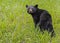 A yearling Black Bear looks at the camera.