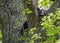 A yearling Black Bear sits in a tree fork, sticks his tongue out.