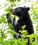 A yearling Black Bear stands chewing on a twig.