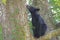 A Yearling Black Bear stands in a tree waiting for mom to feed.