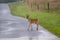 Yearling Buck on Country Road