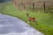 Yearling Buck on Country Road