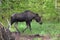 Yearling moose calf