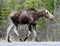 Yearling Moose on a Road