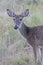 Yearling spike buck in velvet