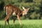 Yearling Whitetail Fawn