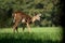 Yearling Whitetail Fawn