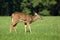 Yearling Whitetail Fawn