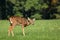 Yearling Whitetail Fawn