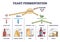 Yeast fermentation process principle for drinks and food outline diagram