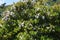 Yeddo hawthorn flowers