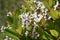 Yeddo hawthorn flowers