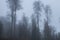 Yedigoller Milli ParkÄ± Foggy forest