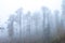 Yedigoller Milli ParkÄ± Foggy forest