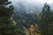 Yedigoller Milli ParkÄ± Foggy forest