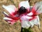 Or Yehuda beautiful Crown Anemone flower 2011