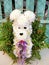 Or Yehuda the chrysanthemum dog bouquet 2010