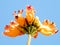 Or Yehuda flower of Spathodea campanulata 2010