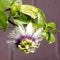 Or Yehuda Passiflora flower November 2010
