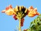 Or Yehuda Spathodea campanulata blossoms 2010