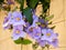 Or Yehuda Thunbergia Grandiflora 2010