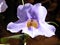 Or Yehuda Thunbergia Grandiflora isolated 2010