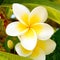 Or Yehuda White Frangipani Flower 2010